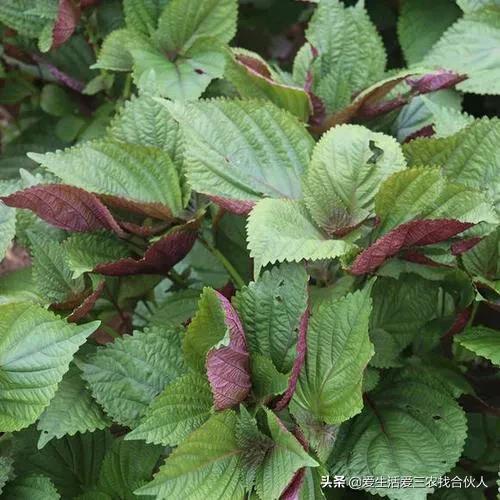 分享五个低成本高收益项目，想赚钱的别错过(图10)