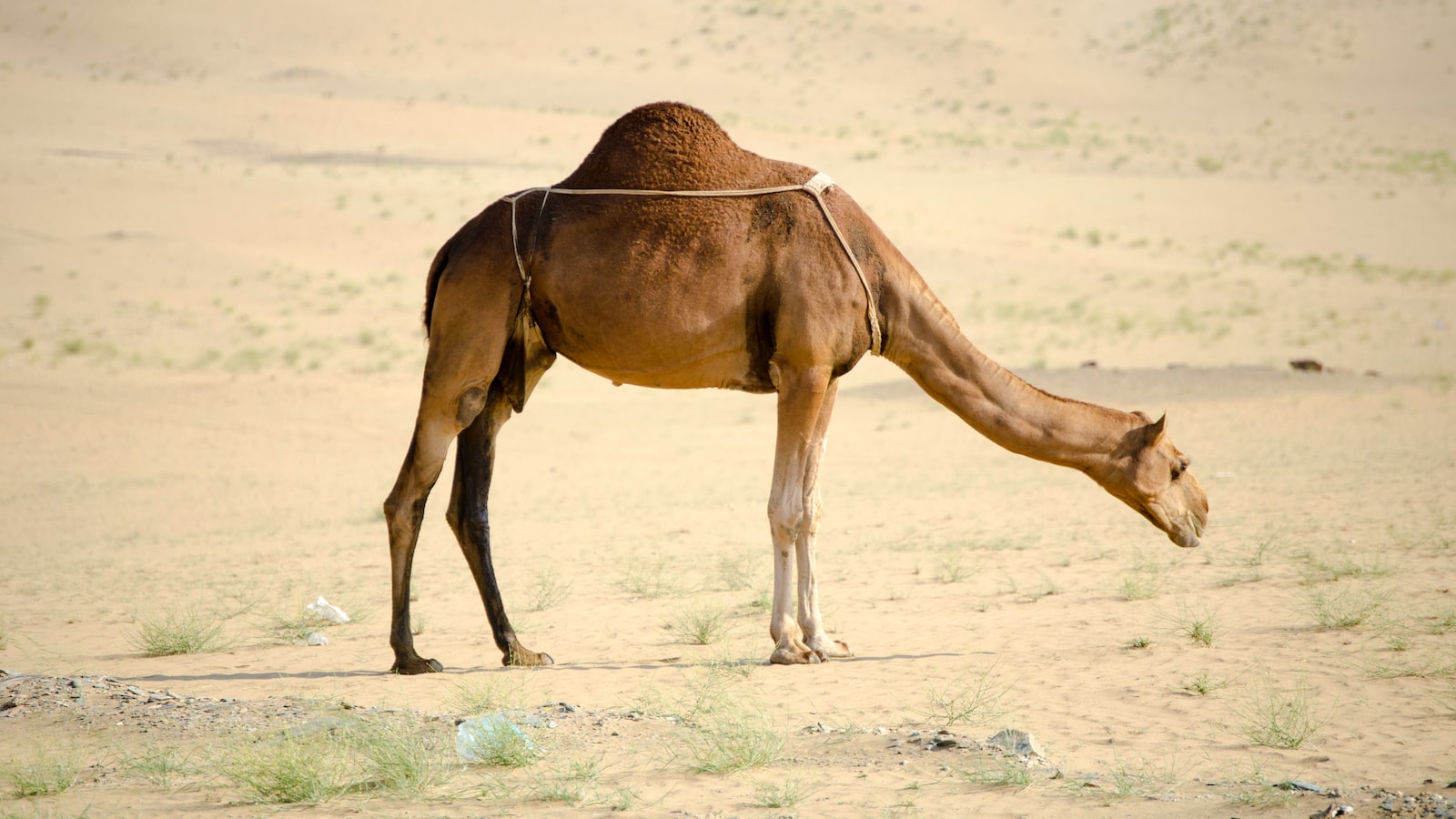 骆的拼音（汉字中“骆”字的正确拼音）(图4)