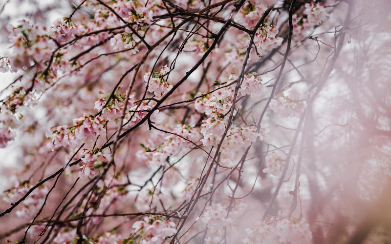 日本天皇和首相的区别(探究日本政治体制中两大重要角色的职责)(图3) 日本天皇和首相的区别(探究日本政治体制中两大重要角色的职责)(图3)