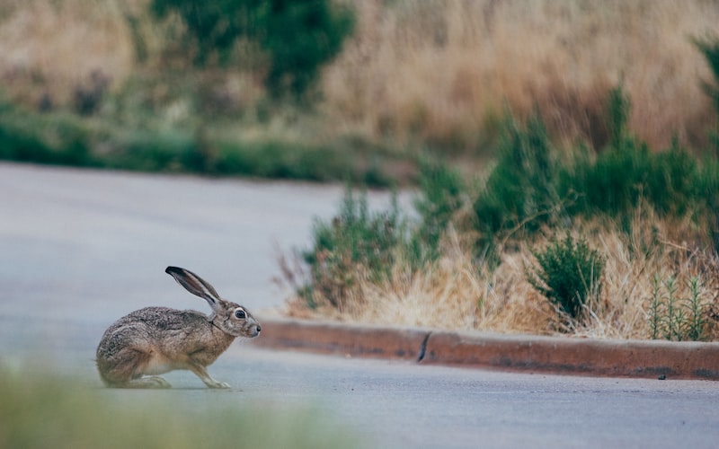 又蹦又跳的小兔子（萌萌可爱的小兔子跳跳跃跃）(图5)