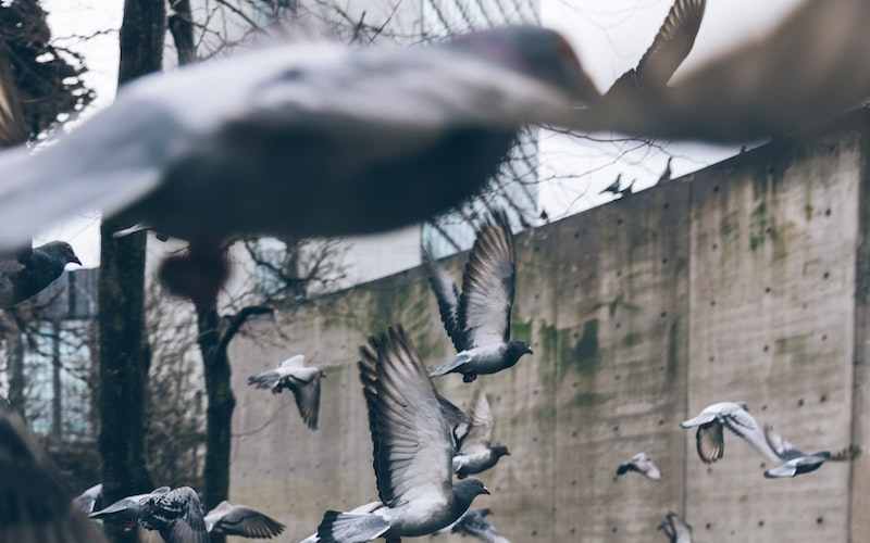 十面埋伏是什么生肖（千年古刹传说）(图2)