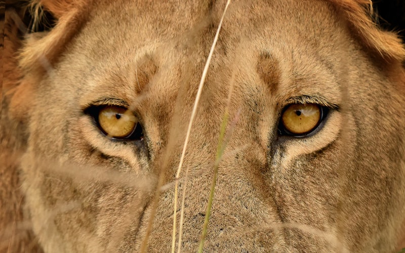 十面埋伏是什么生肖（千年古刹传说）(图3)