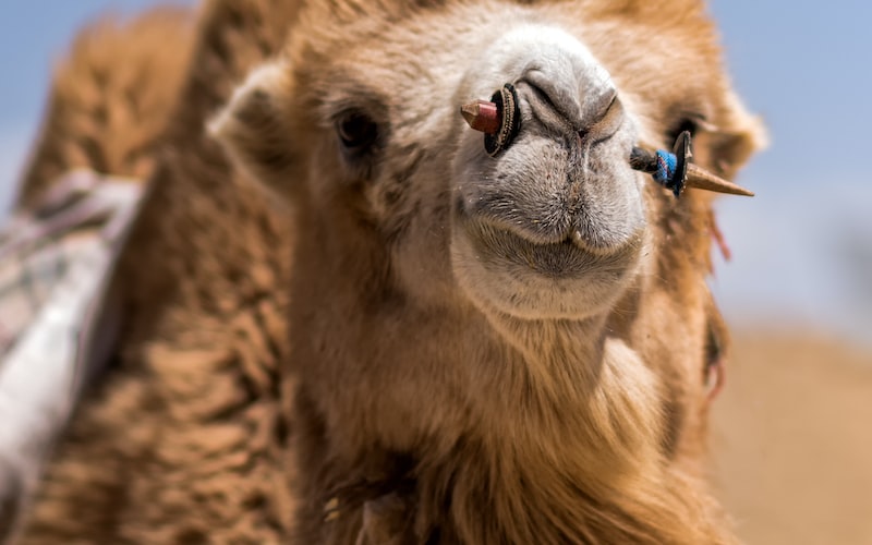 **戈壁（荒野远征之旅）(图1)