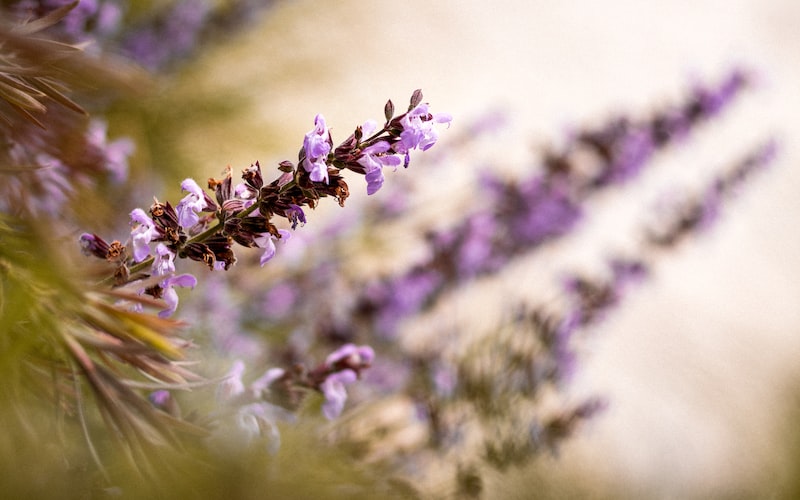 纪念成汤（古代医学创始人）(图2)