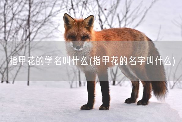 指甲花的学名叫什么(指甲花的名字叫什么)(图1)