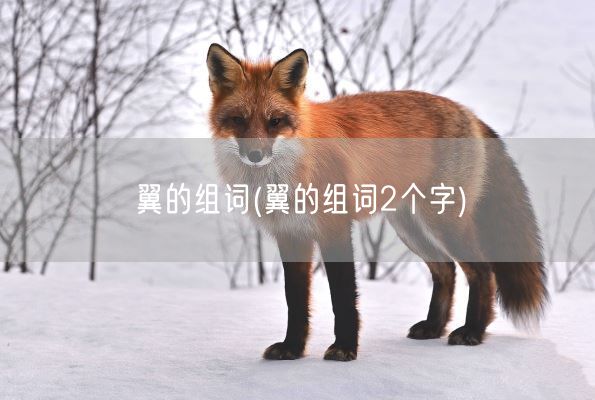 翼的组词(翼的组词2个字)(图1)