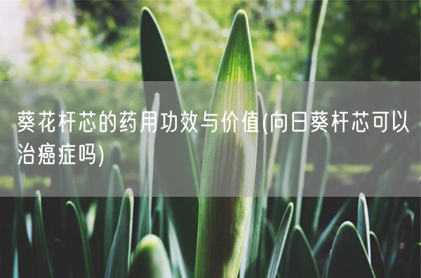 葵花杆芯的药用功效与价值(向日葵杆芯可以治癌症吗)(图1)