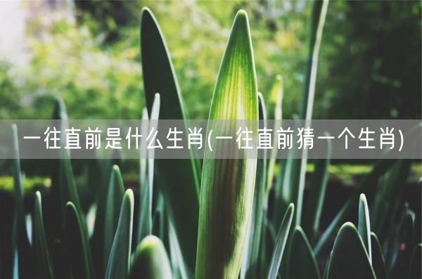 一往直前是什么生肖(一往直前猜一个生肖)(图1) 一往直前是什么生肖(一往直前猜一个生肖)(图1)