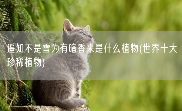 遥知不是雪为有暗香来是什么植物(世界十大珍稀植物)(图1)