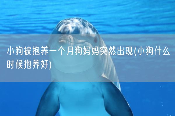 小狗被抱养一个月狗妈妈突然出现(小狗什么时候抱养好)(图1)