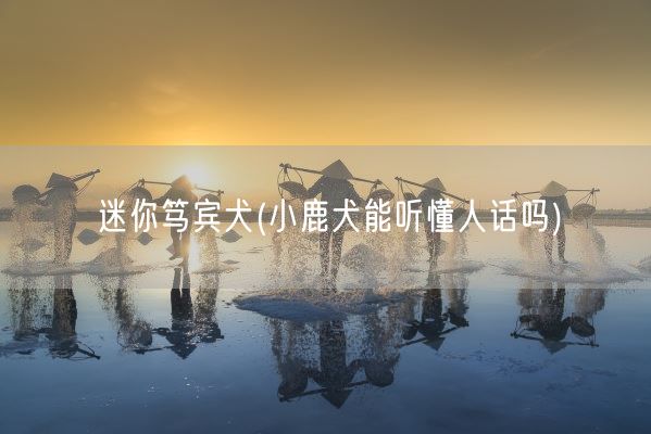 迷你笃宾犬(小鹿犬能听懂人话吗)(图1)