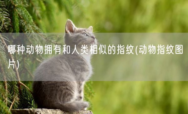 哪种动物拥有和人类相似的指纹(动物指纹图片)(图1)