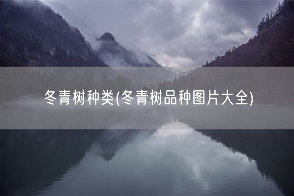 冬青树种类(冬青树品种图片大全)(图1)