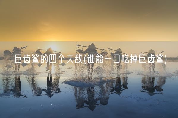 巨齿鲨的四个天敌(谁能一口吃掉巨齿鲨)(图1)