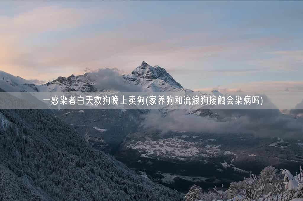 一感染者白天救狗晚上卖狗(家养狗和流浪狗接触会染病吗)(图1)