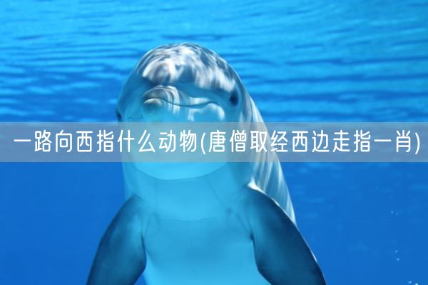 一路向西指什么动物(唐僧取经西边走指一肖)(图1)