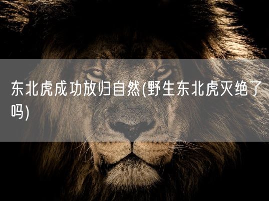 东北虎成功放归自然(野生东北虎灭绝了吗)(图1)