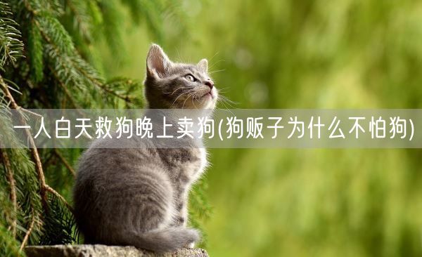 一人白天救狗晚上卖狗(狗贩子为什么不怕狗)(图1)