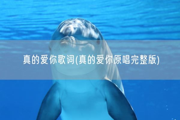 真的爱你歌词(真的爱你原唱完整版)(图1)