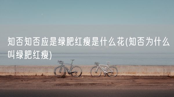 知否知否应是绿肥红瘦是什么花(知否为什么叫绿肥红瘦)(图1)