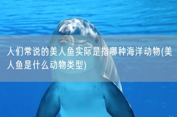 人们常说的美人鱼实际是指哪种海洋动物(美人鱼是什么动物类型)(图1) 人们常说的美人鱼实际是指哪种海洋动物(美人鱼是什么动物类型)(图1)
