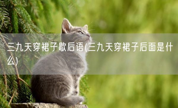 三九天穿裙子歇后语(三九天穿裙子后面是什么)(图1)