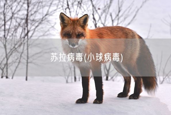 苏拉病毒(小球病毒)(图1)