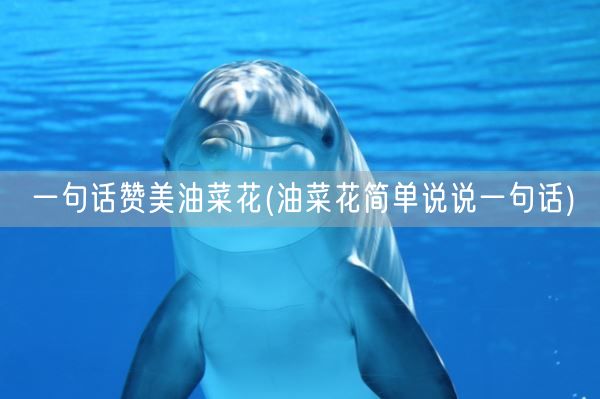 一句话赞美油菜花(油菜花简单说说一句话)(图1)