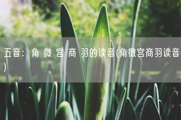 五音：角 微 宫 商 羽的读音(角徵宫商羽读音)(图1)