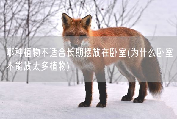 哪种植物不适合长期摆放在卧室(为什么卧室不能放太多植物)(图1) 哪种植物不适合长期摆放在卧室(为什么卧室不能放太多植物)(图1)