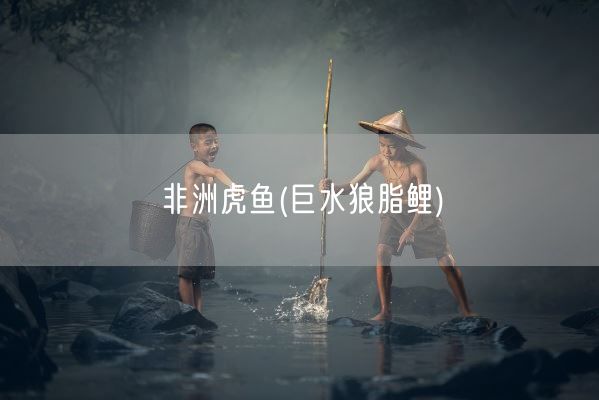 非洲虎鱼(巨水狼脂鲤)(图1)