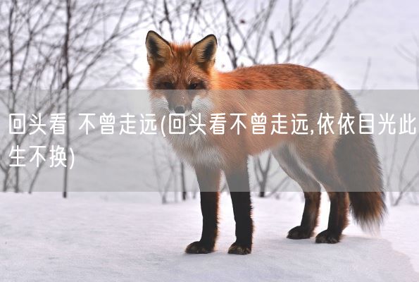 回头看 不曾走远(回头看不曾走远,依依目光此生不换)(图1) 回头看 不曾走远(回头看不曾走远,依依目光此生不换)(图1)