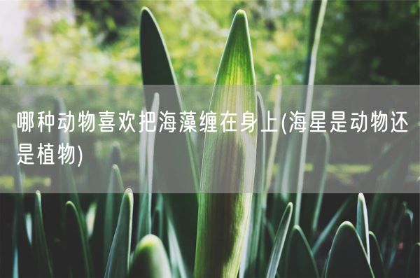 哪种动物喜欢把海藻缠在身上(海星是动物还是植物)(图1) 哪种动物喜欢把海藻缠在身上(海星是动物还是植物)(图1)