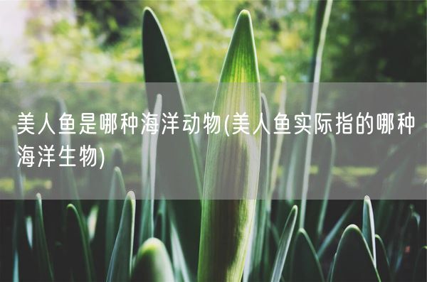 美人鱼是哪种海洋动物(美人鱼实际指的哪种海洋生物)(图1)