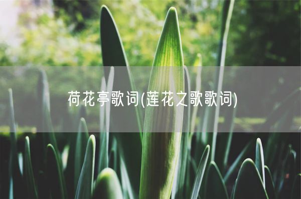 荷花亭歌词(莲花之歌歌词)(图1)