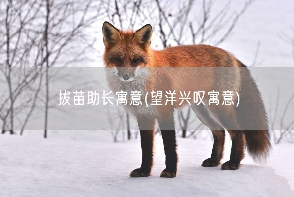 拔苗助长寓意(望洋兴叹寓意)(图1)
