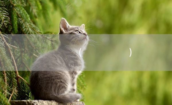 なきむし(かいじょう)(图1) なきむし(かいじょう)(图1)